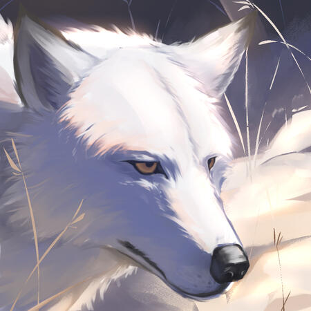 wolp